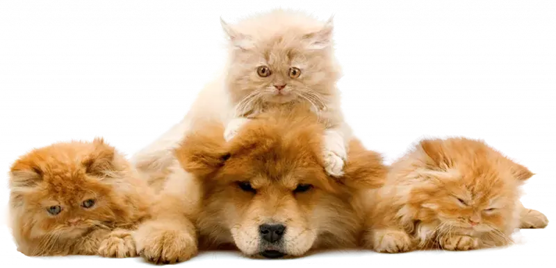 Three Tabby kittens laying with a Chow Chow dog.