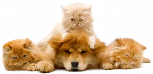 Three Tabby kittens laying with a Chow Chow dog.