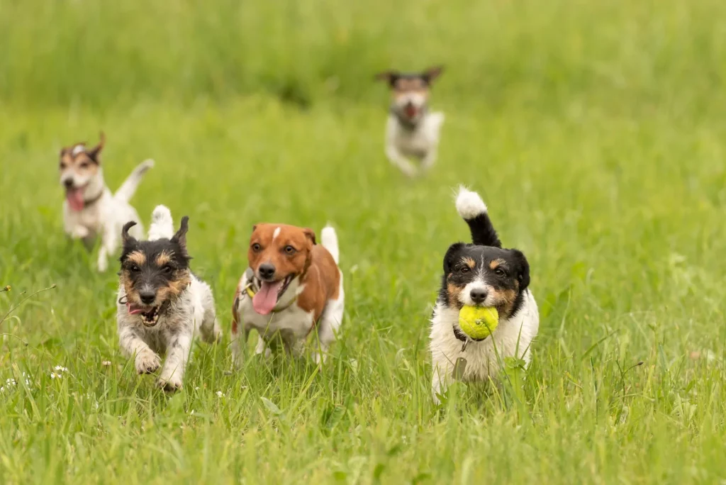 A pack of small Jack Russell Terriers are running and playing together in the meadow with a ball.