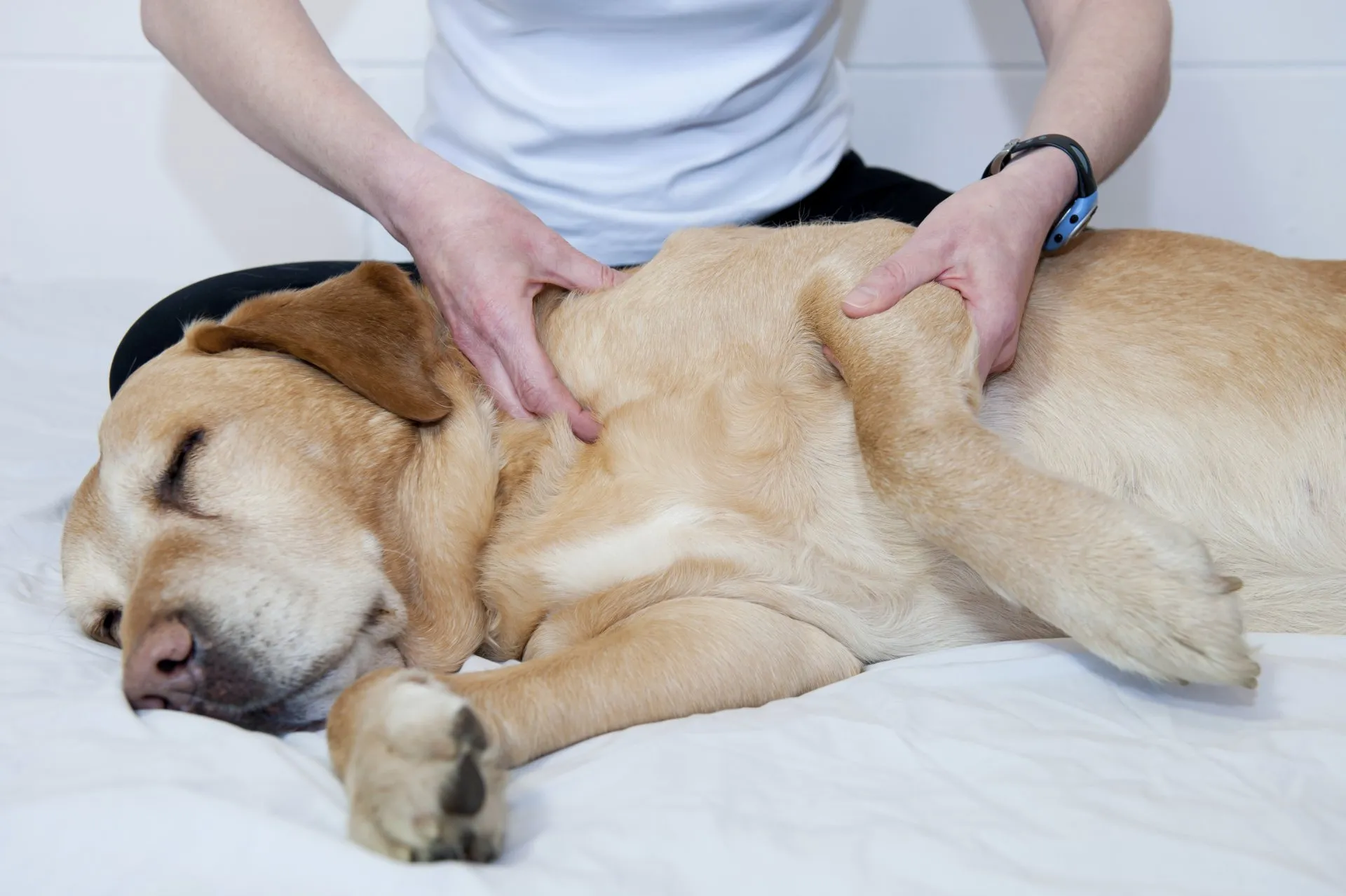 Veterinary Medical Manipulation (Chiropractic)