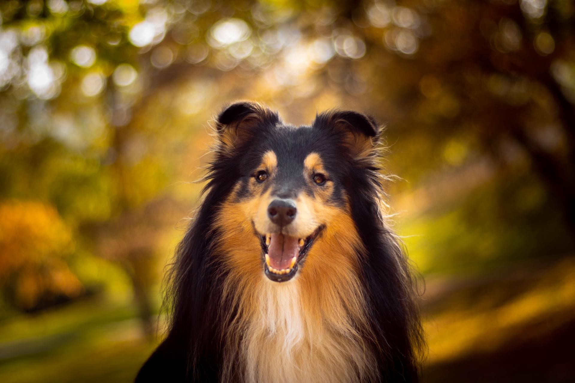 Best Tricks To Teach Your Dog | Southlake Animal Hospital P.C.