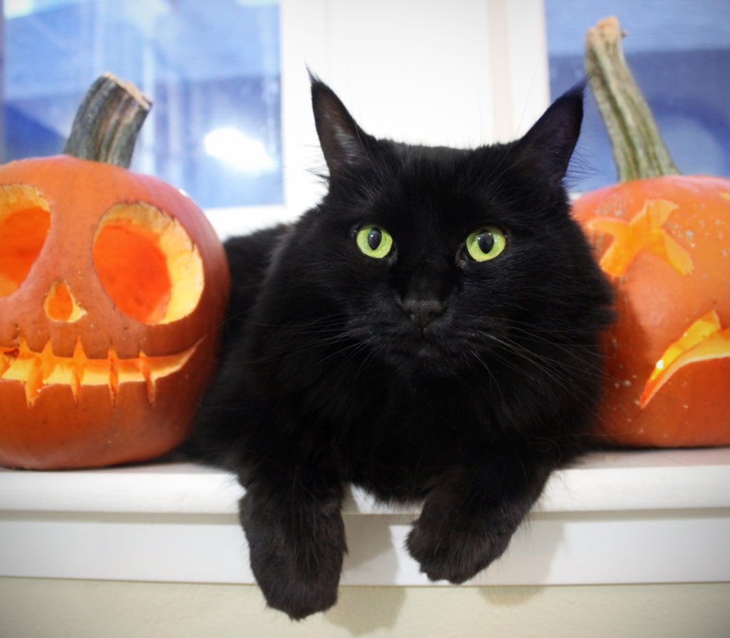 Black cat sitting beside pumpkins