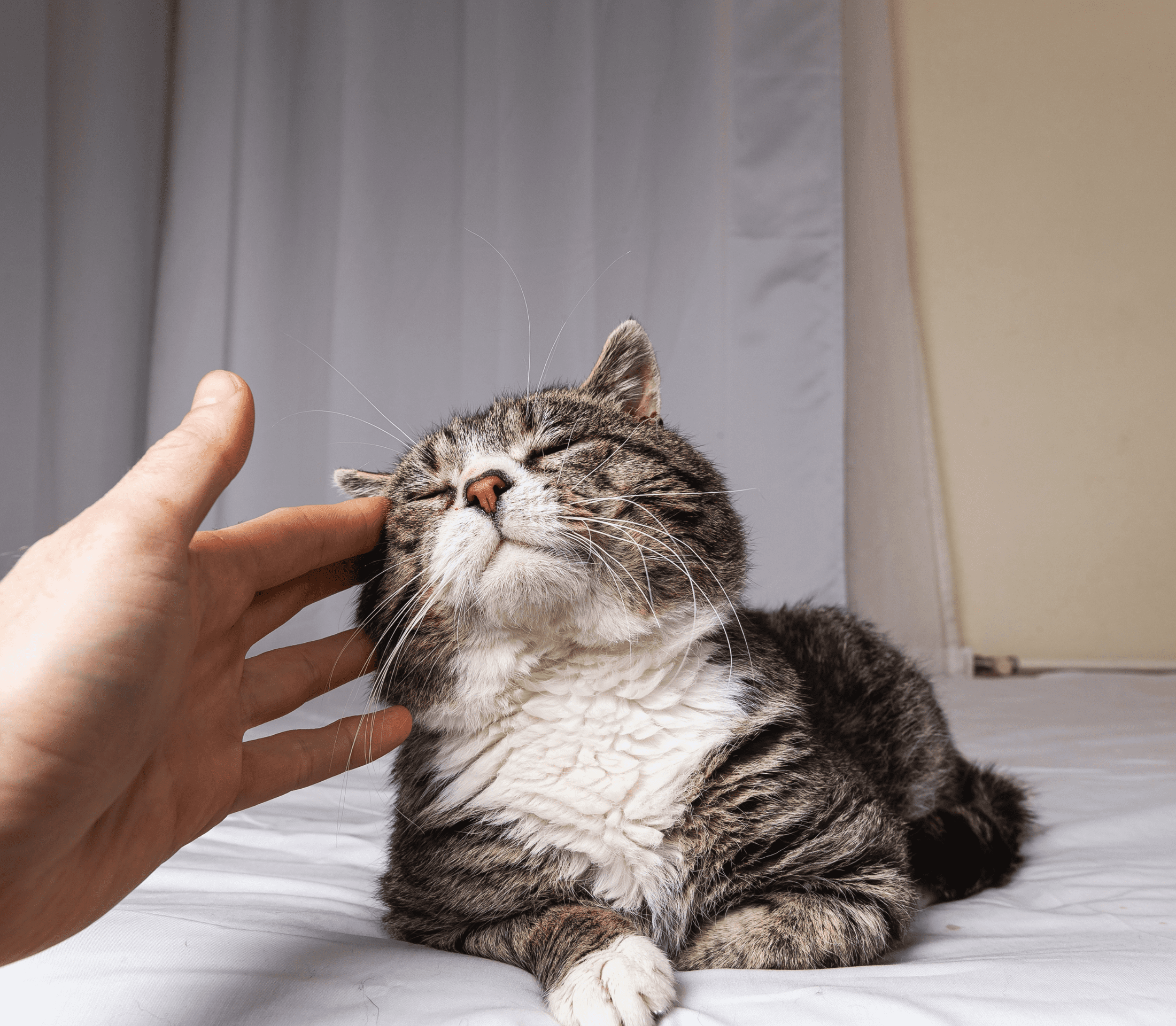 Gray tabby cat gets a head massage
