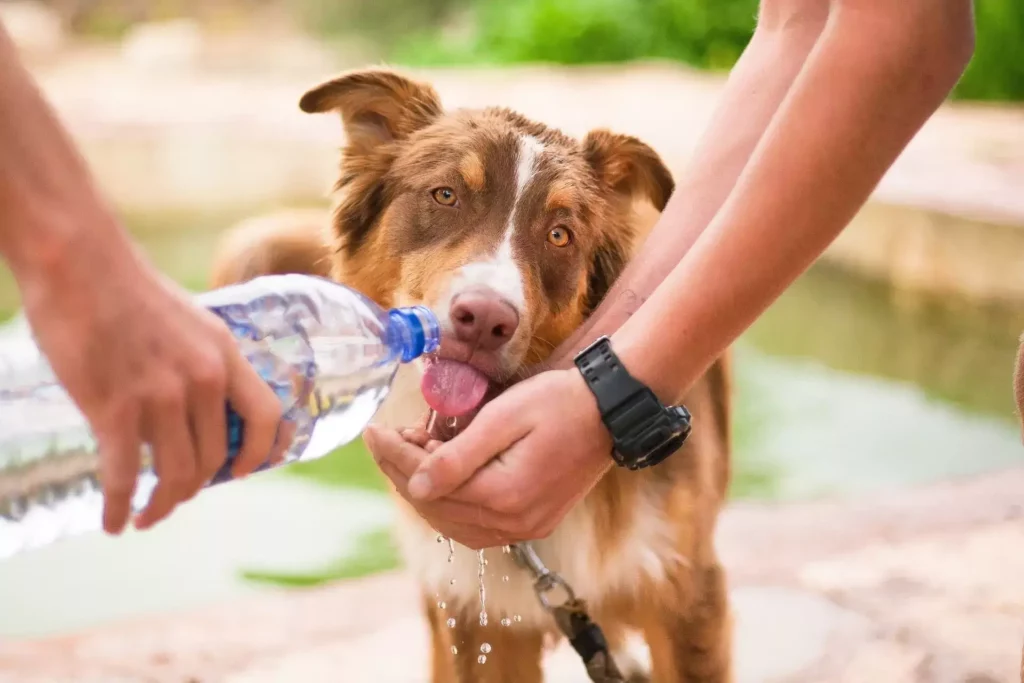 Brown dog drinking water