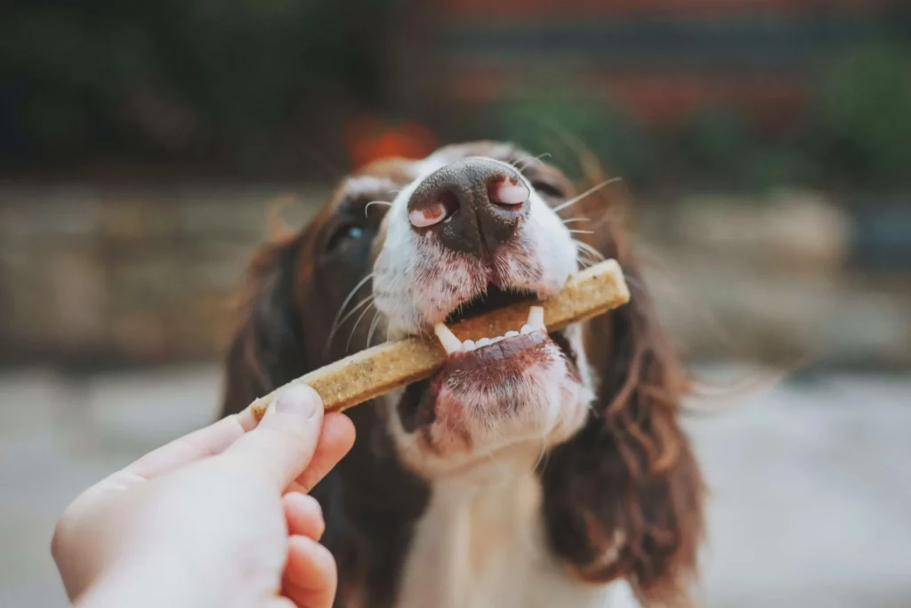 dog with brown and white fur being given a treat