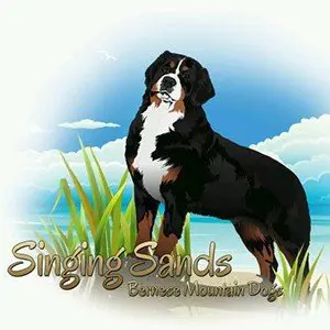 Singing Sands Bernese Mountain Dogs
