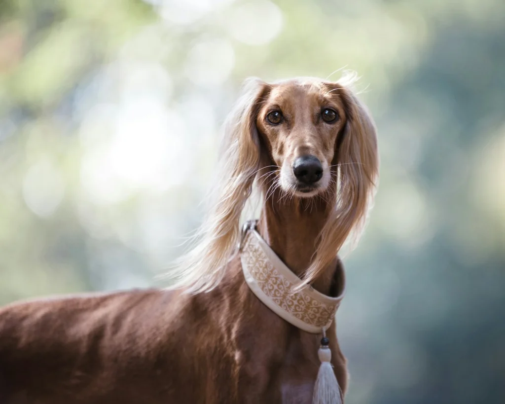 A brown dog with long ears standing outdoors with a blurred background.