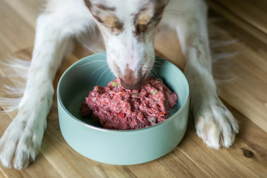 A dog eating raw food from a bowl on a wooden floor.