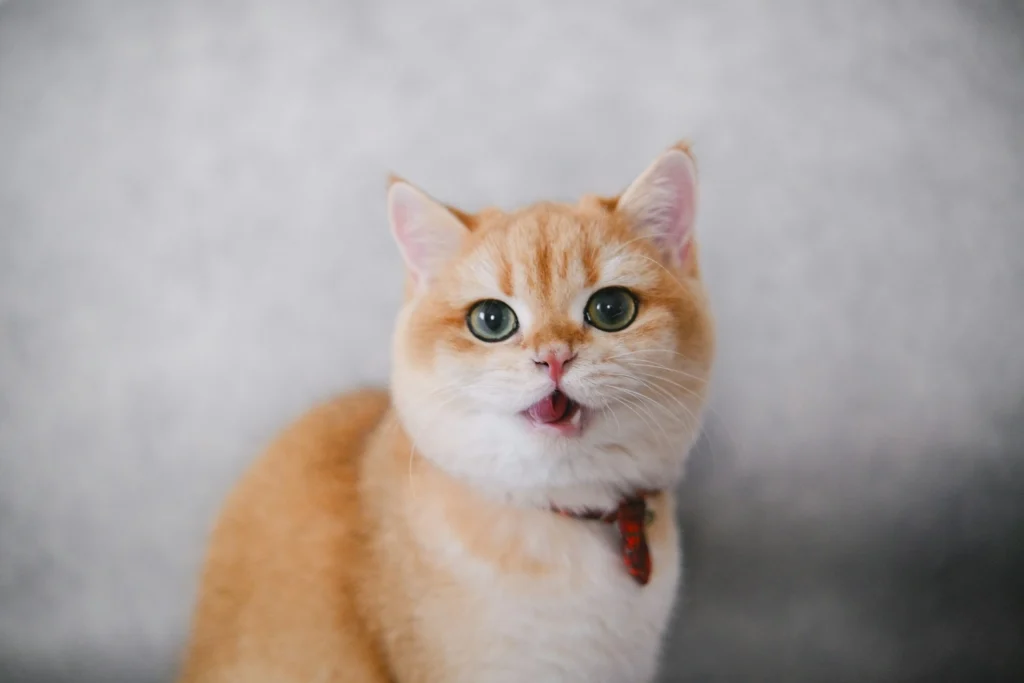 An orange-and-white cat with wide green eyes and its mouth slightly open against a plain background.