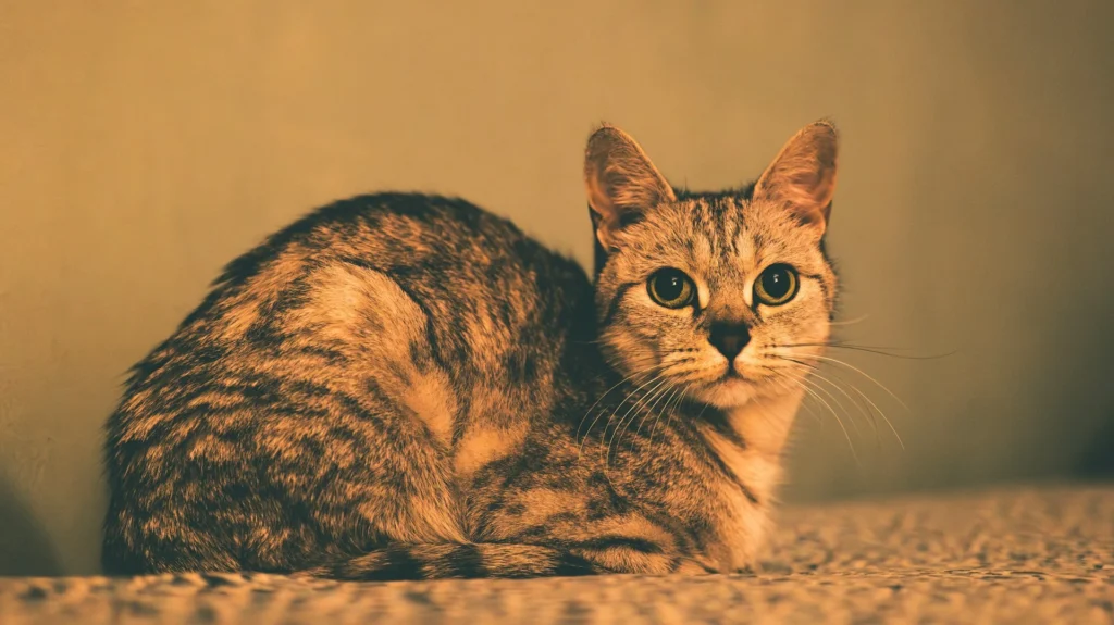 A tabby cat curled up on a textured surface, looking directly at the camera