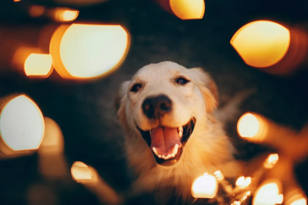 A dog looks toward the camera, surrounded by warm, glowing string lights in a dark setting.