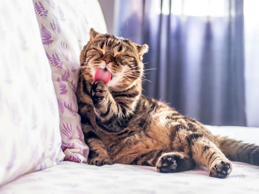 A tabby cat lounging on a bed while licking its paw.