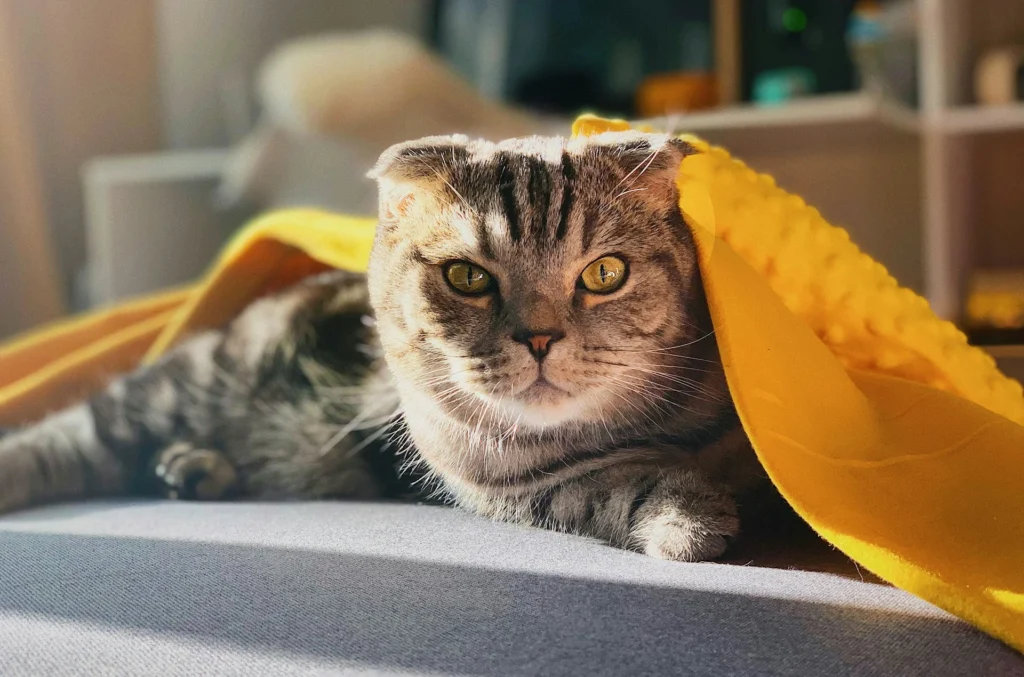 A gray tabby cat lying on a couch, partially covered by a bright yellow blanket.