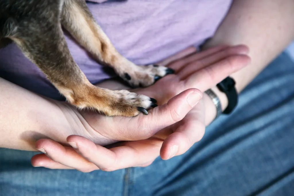 A dog’s front paws resting gently in a person’s open hands.