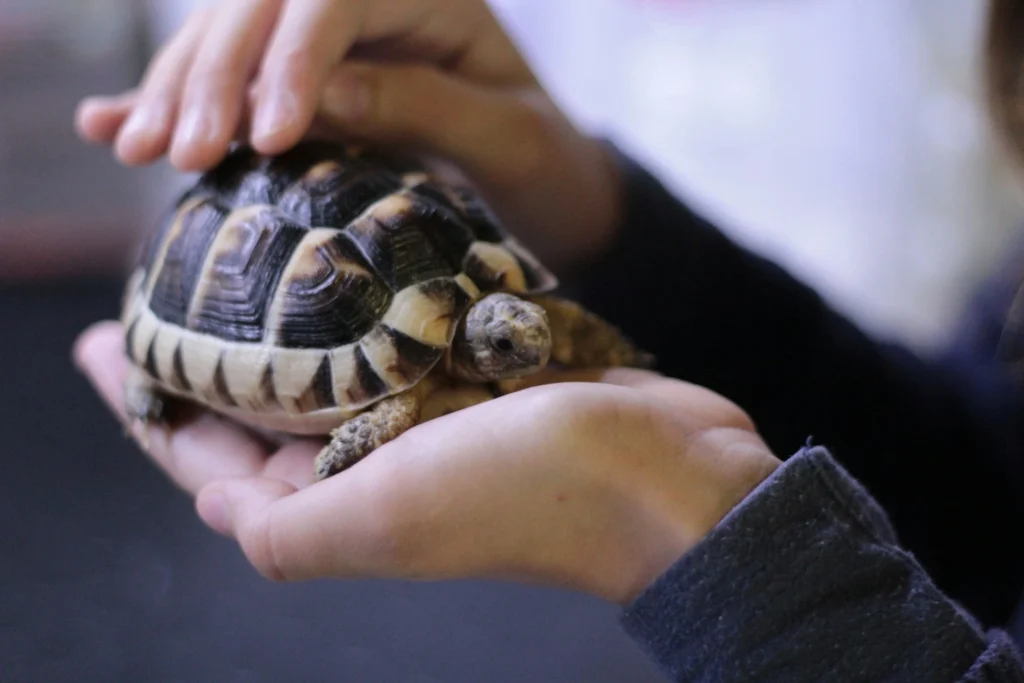 A close-up of a small tortoise being gently held by a person.