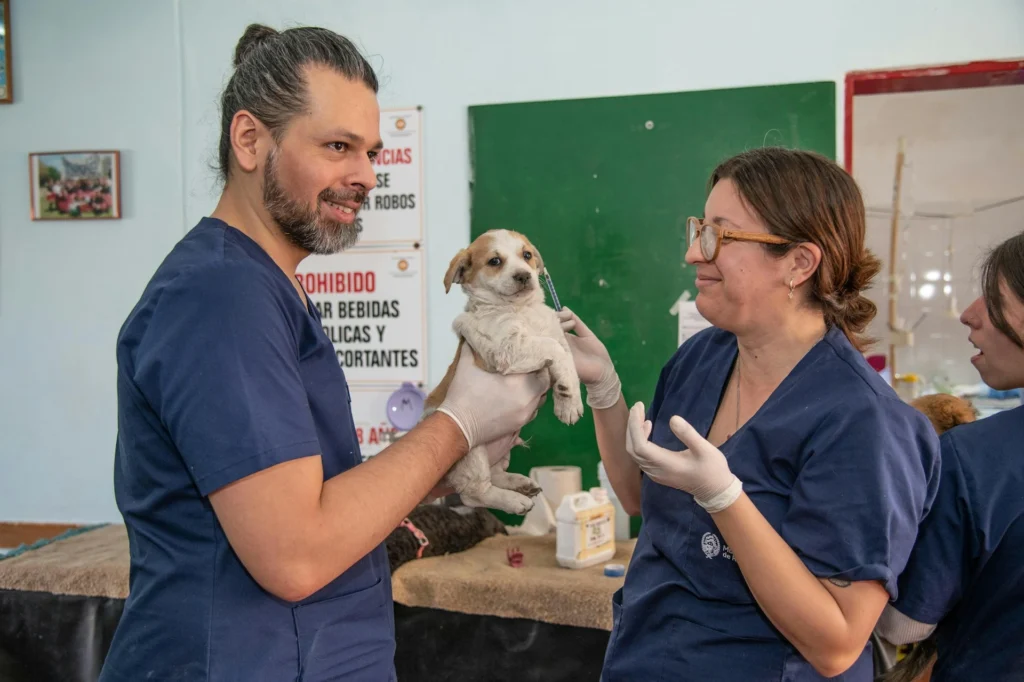 A male veterinary worker holds up a brown and white puppy, smiling as a female colleague prepares to administer a vaccine with a syringe in a medical clinic setting.