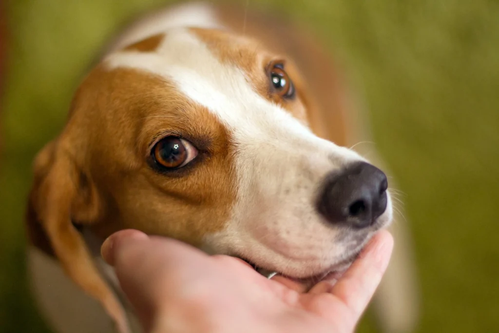 A close-up, top-down view of a brown and white beagle looking up intently while a person gently cradles its chin in their hand.